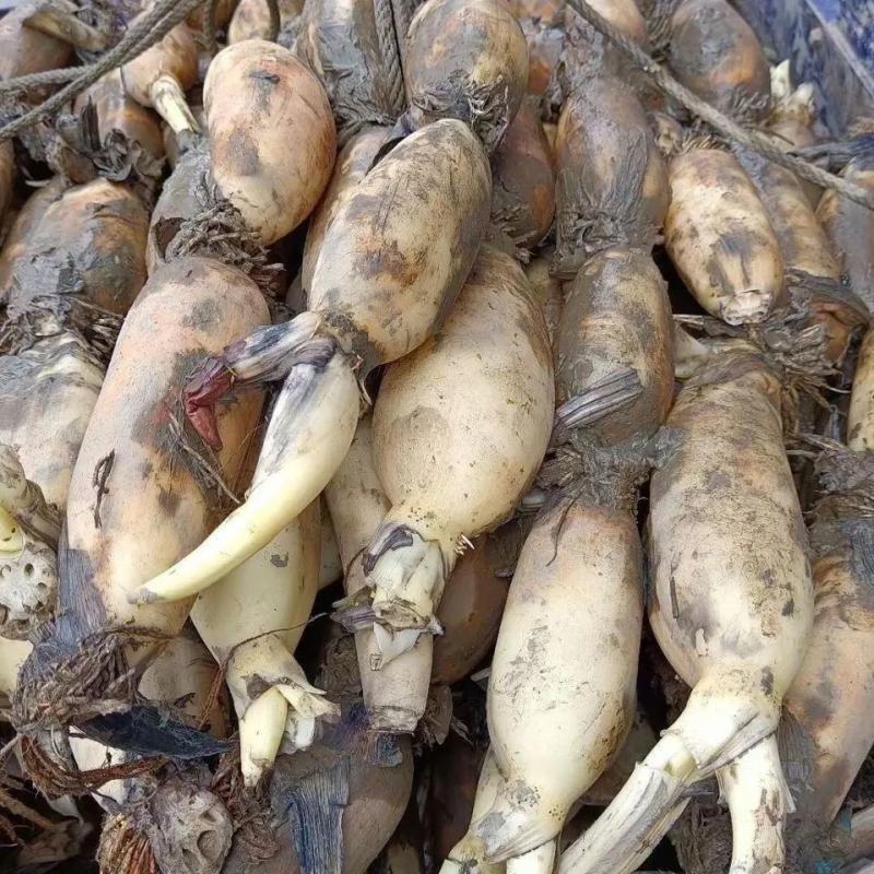 【实力推荐】优质鄂莲6号现挖现发精品莲藕整车配运发货