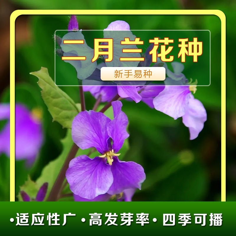 二月兰花种子四季种耐寒诸葛菜种子花种子四季易活多年生宿根