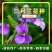 二月兰花种子四季种耐寒诸葛菜种子花种子四季易活多年生宿根