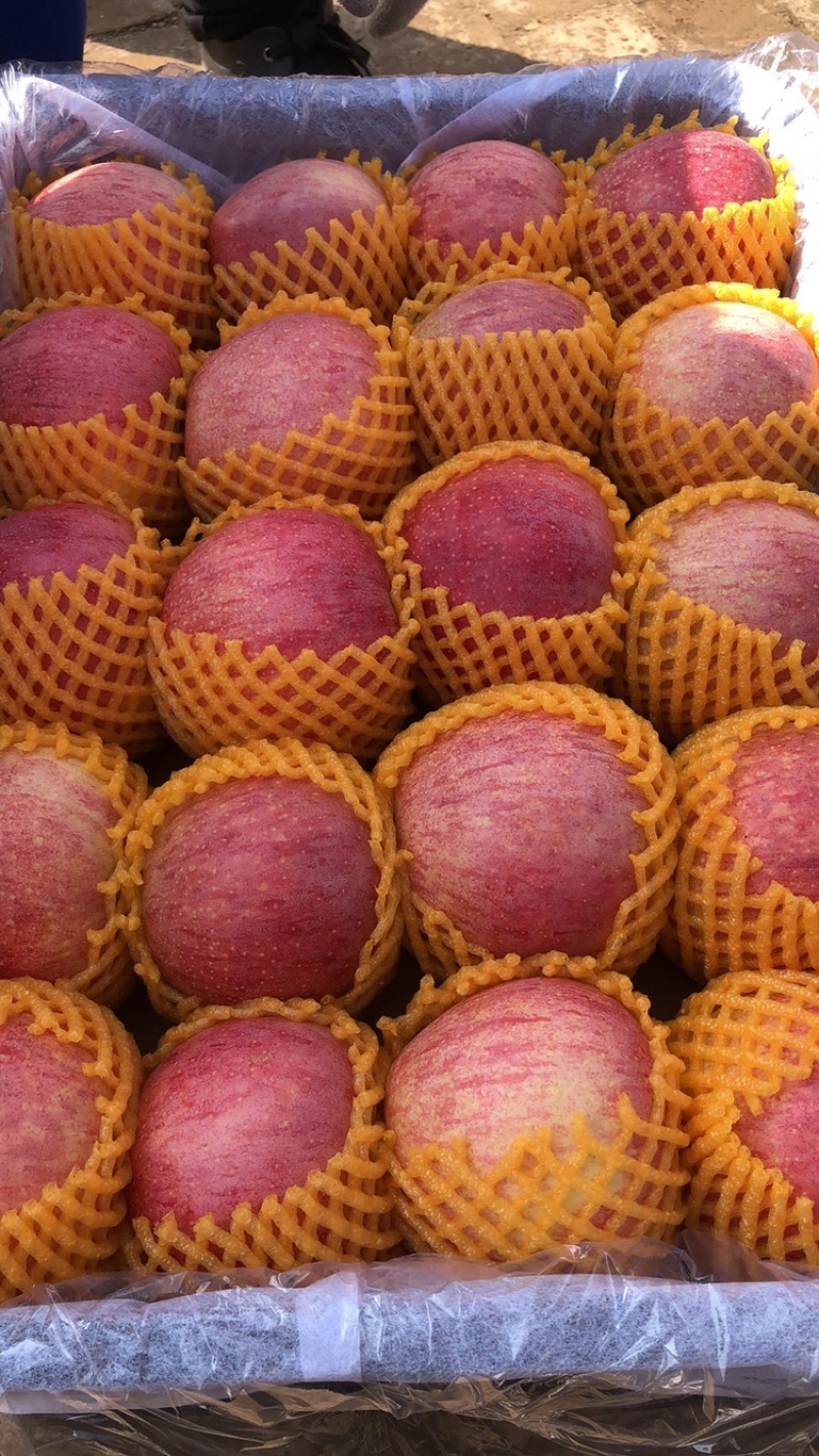 纸袋秦冠，