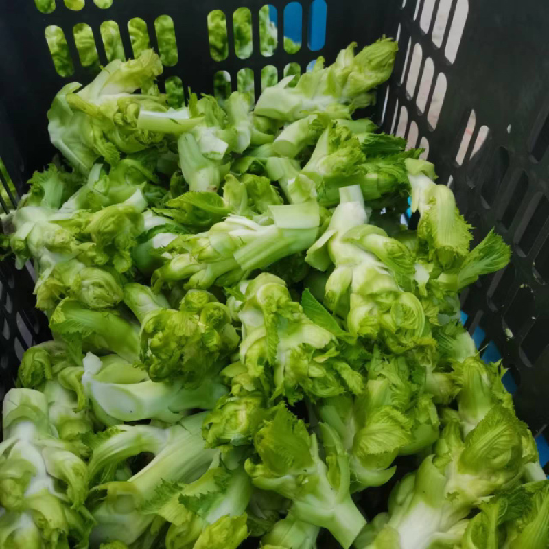 低价货源儿菜大量出货价格实惠菜品相好全国走货请来电