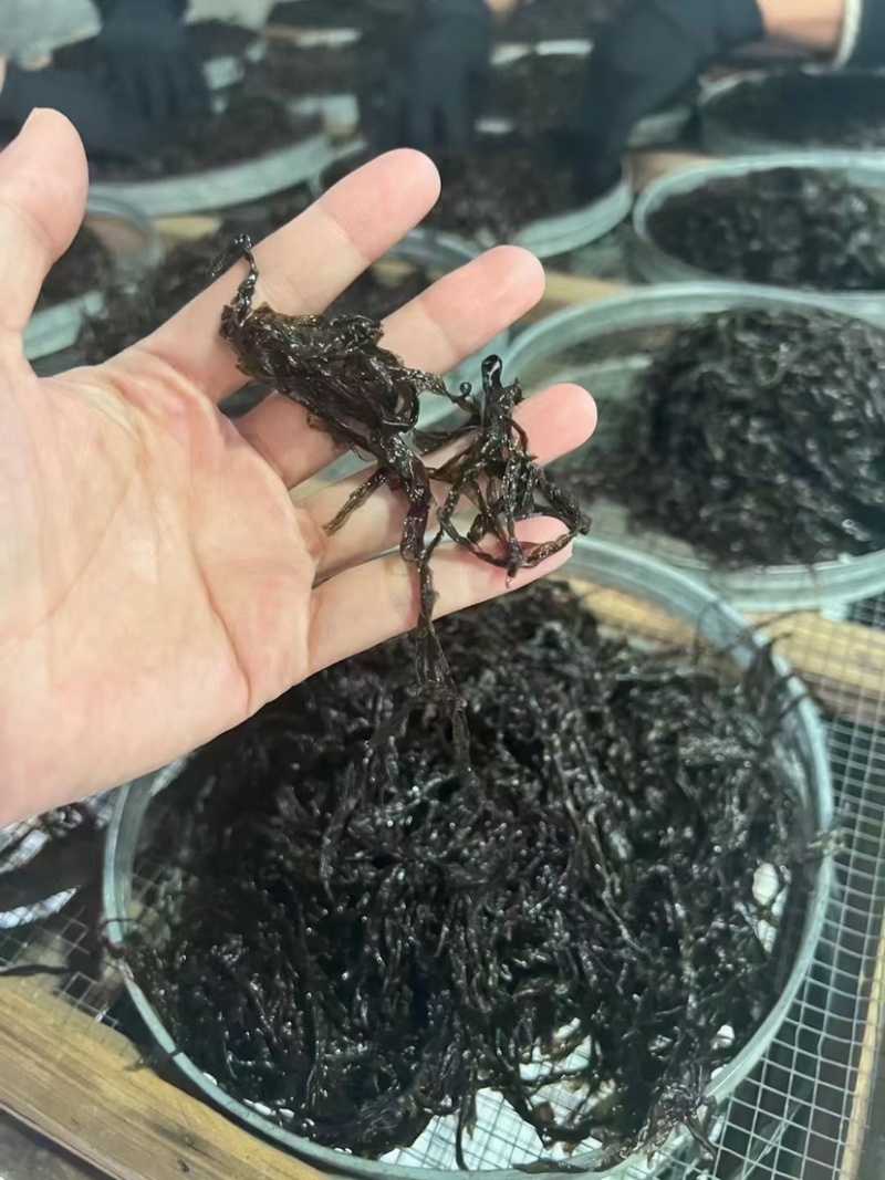 正宗东山头天紫菜紫菜中的天花板