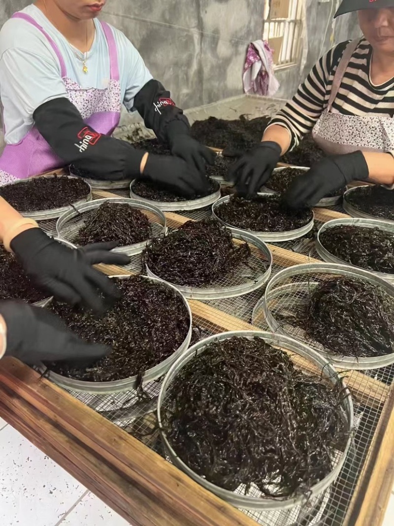 正宗东山头天紫菜紫菜中的天花板