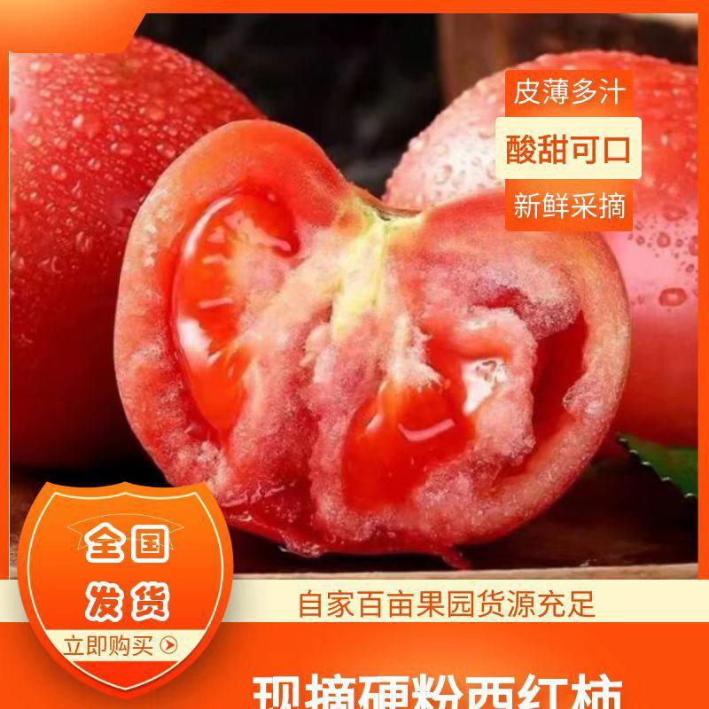 《西红柿》山东优质大红西红柿产地大量供应沙瓤多汁酸甜可口