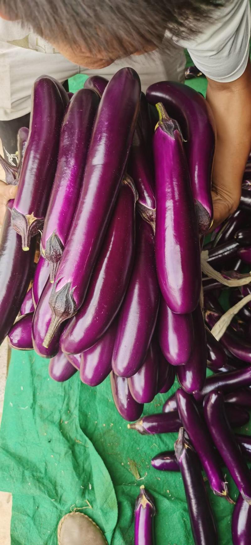 紫红烧烤茄基地直供食品加工市场社区超市