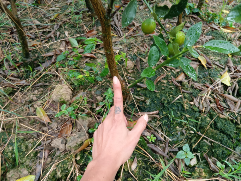 脆蜜金桔