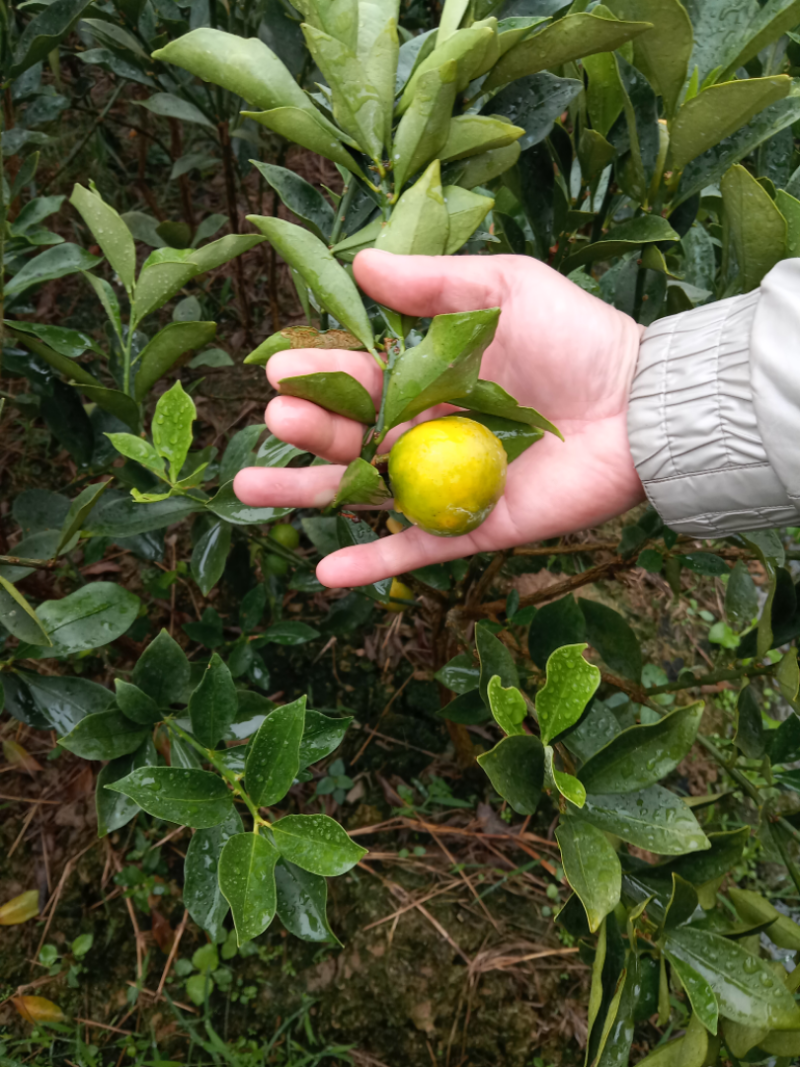 脆蜜金桔