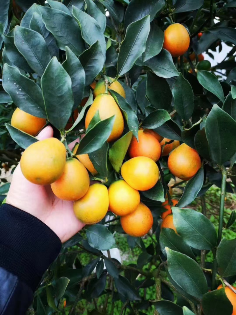 脆蜜金桔