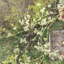 野生防风，防风籽
