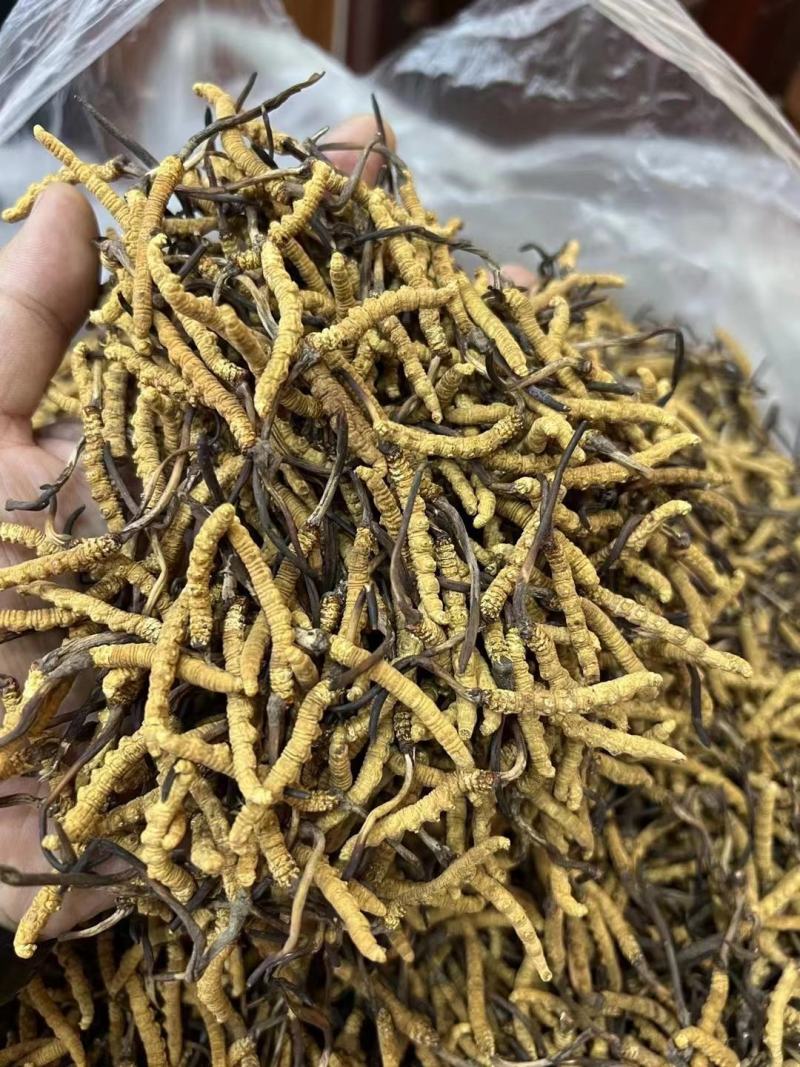精品精选西藏那曲虫草王
