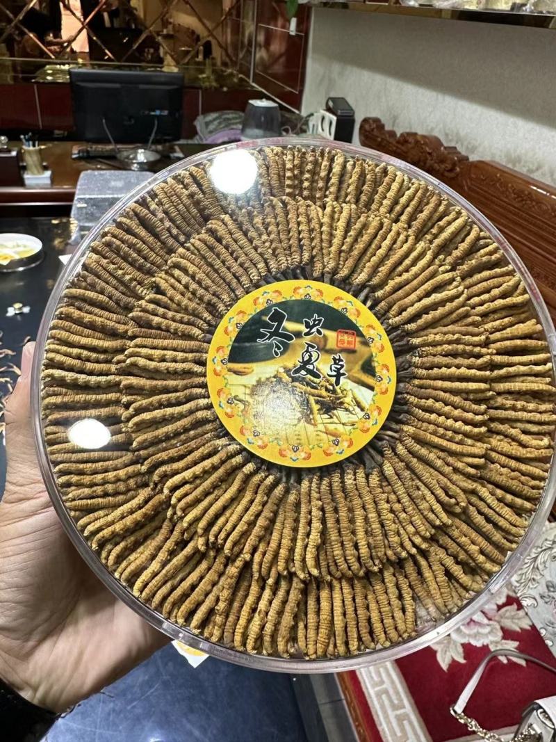 精品精选西藏那曲虫草王