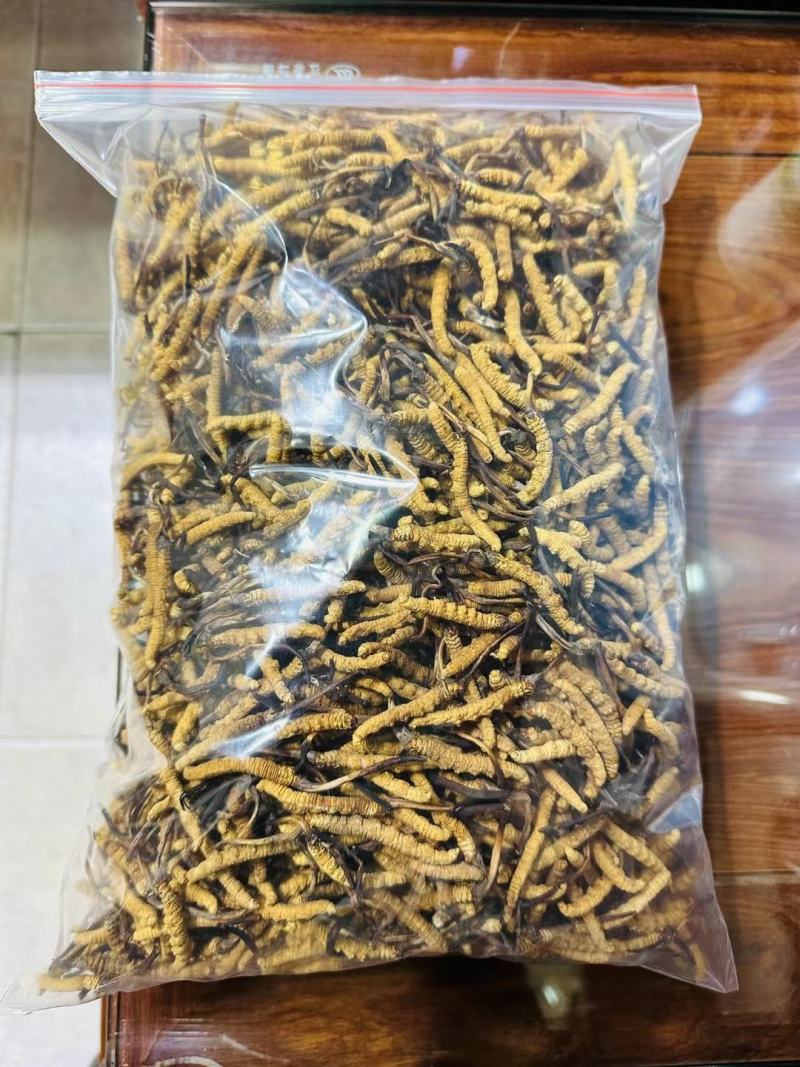 精品精选西藏那曲虫草王