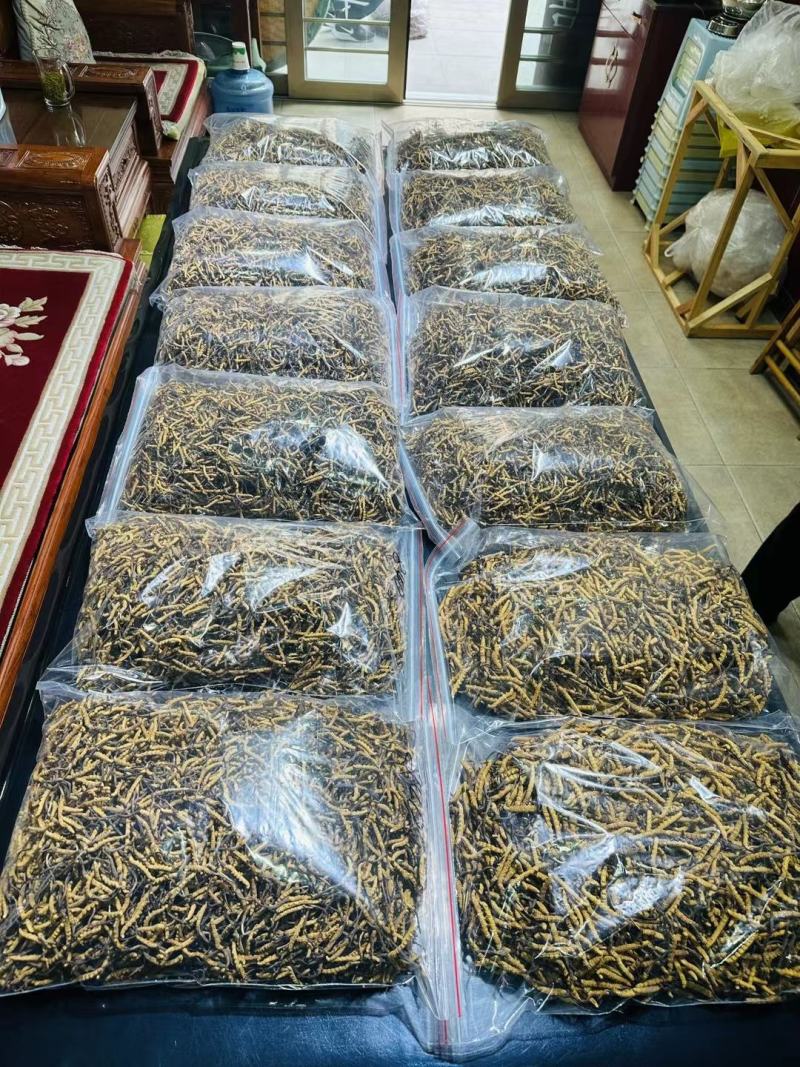精品精选西藏那曲虫草王