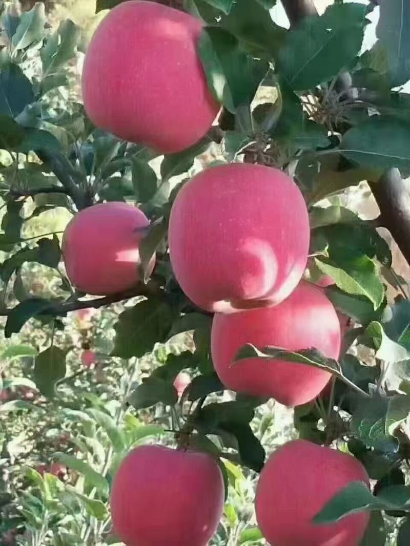 有冰雹点水晶富士大量上市皮薄肉多糖分足量非常大