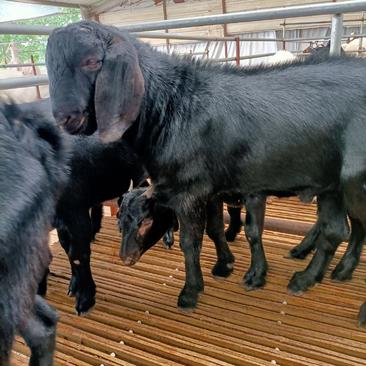 努比亚黑山羊种公羊种母羊小羊羔，生长速度快，适应能力强