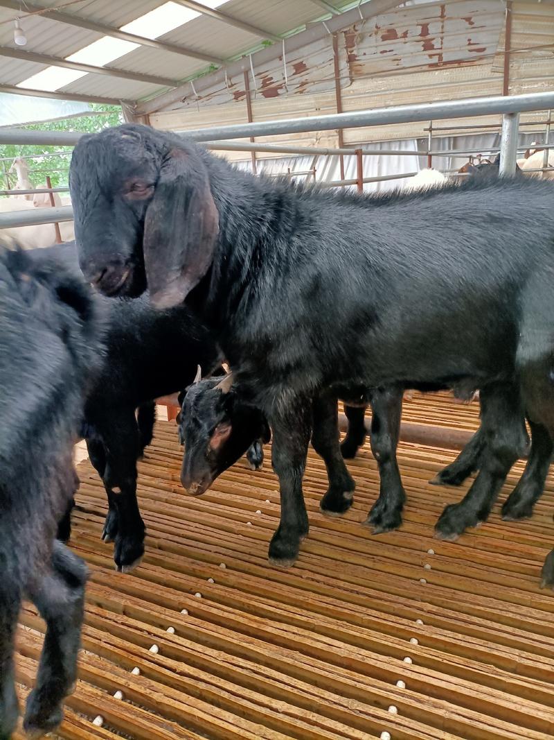 努比亚黑山羊种公羊种母羊小羊羔，生长速度快，适应能力强