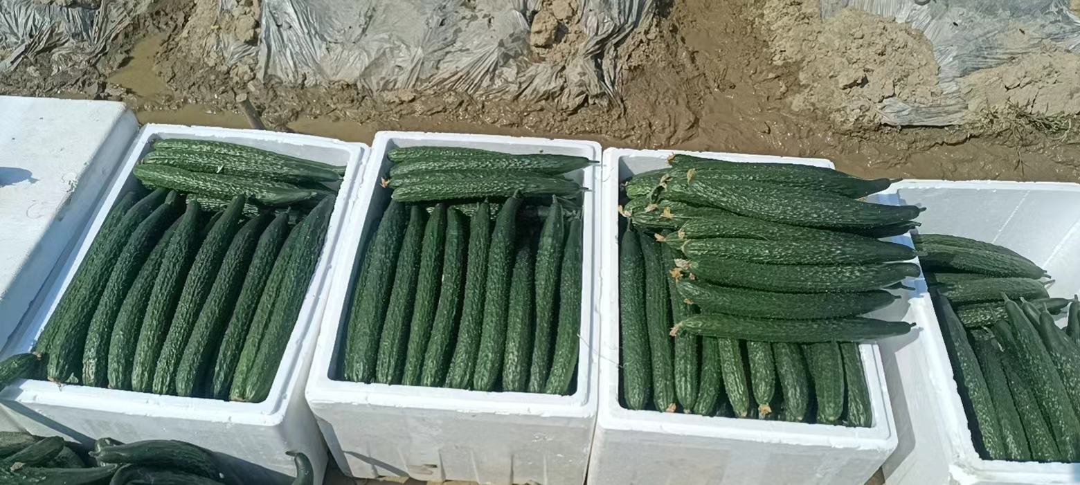 新鲜黄瓜与西红柿在市场摊位上