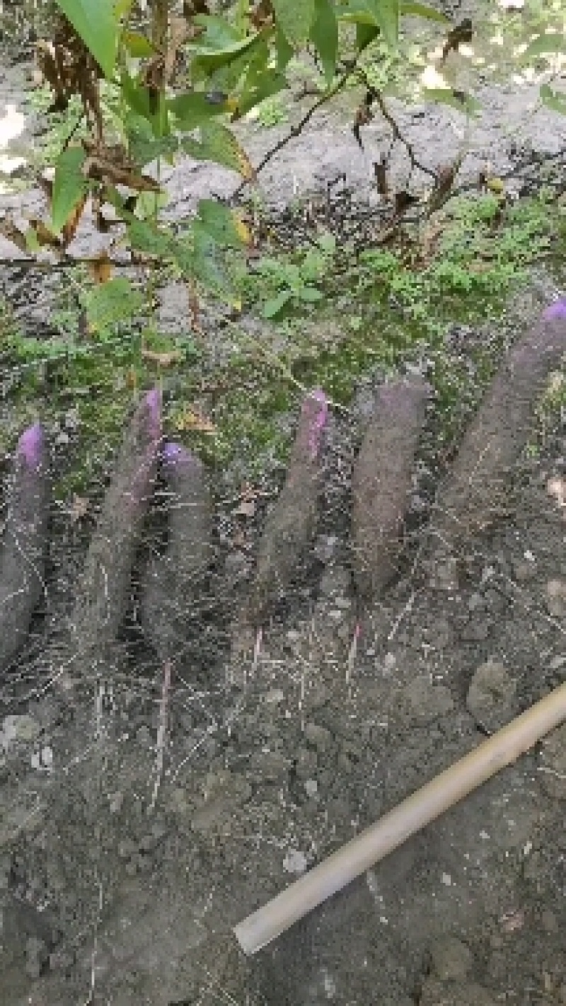 各类山药大量上市