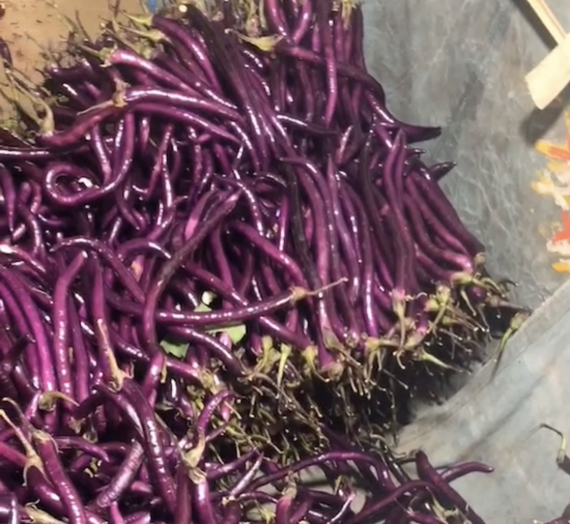 茄子、红茄、线茄大量上市！量大优先！稳定货源，欢迎采购