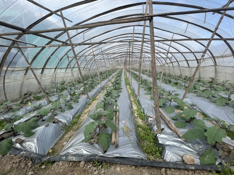 茄子、红茄、线茄大量上市！量大优先！稳定货源，欢迎采购