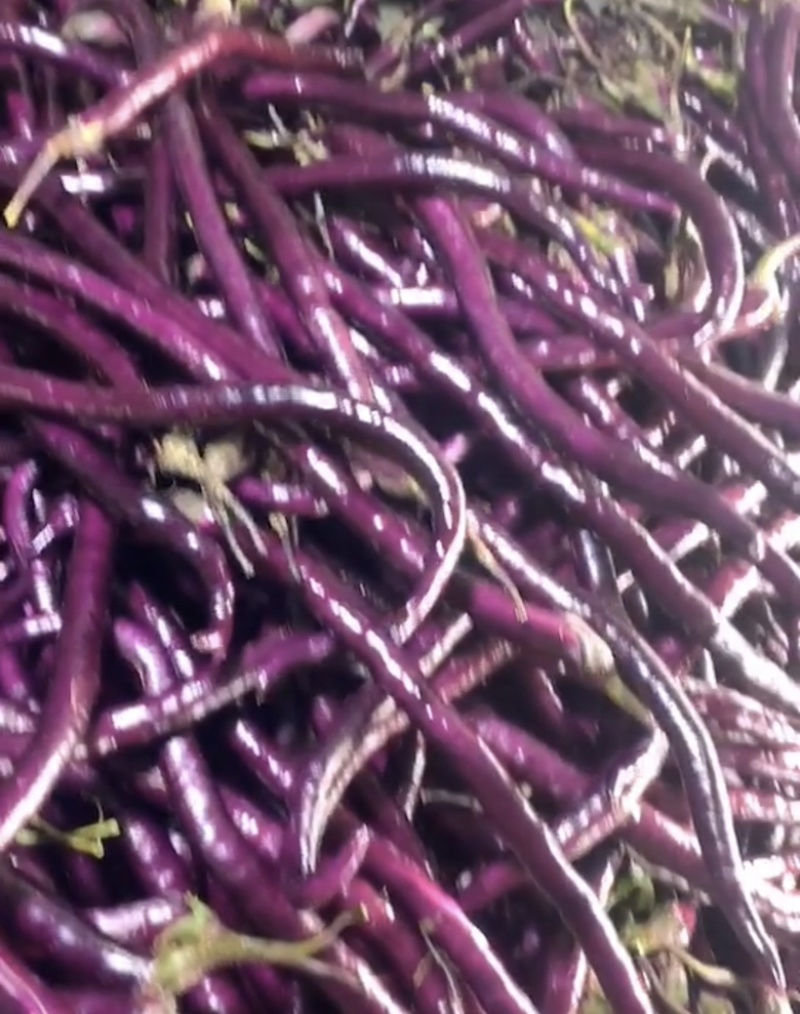 茄子、红茄、线茄大量上市！量大优先！稳定货源，欢迎采购