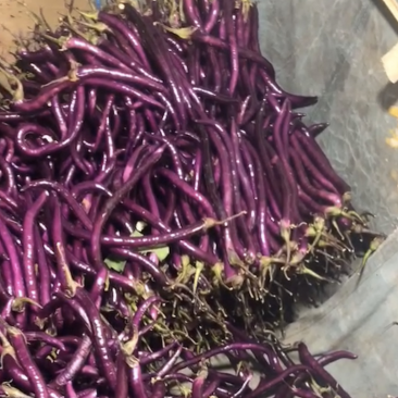 茄子、红茄、线茄大量上市！量大优先！稳定货源，欢迎采购