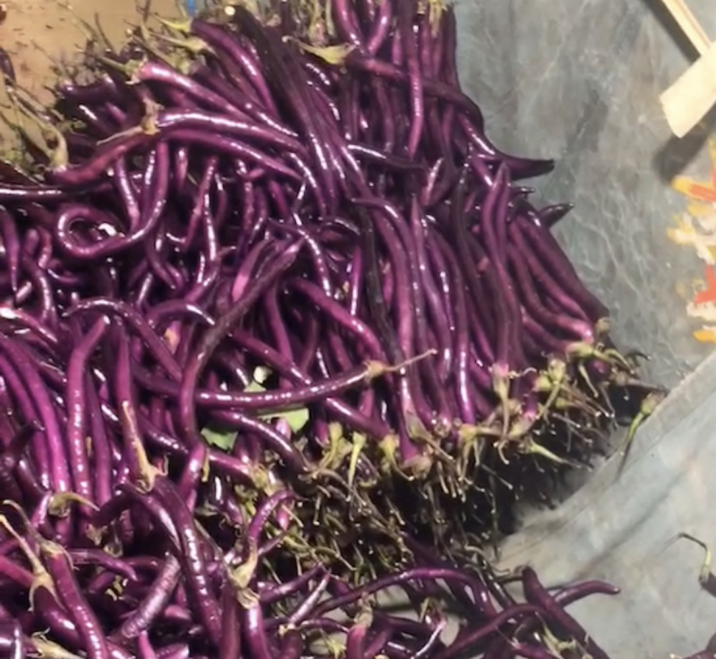 茄子、红茄、线茄大量上市！量大优先！稳定货源，欢迎采购