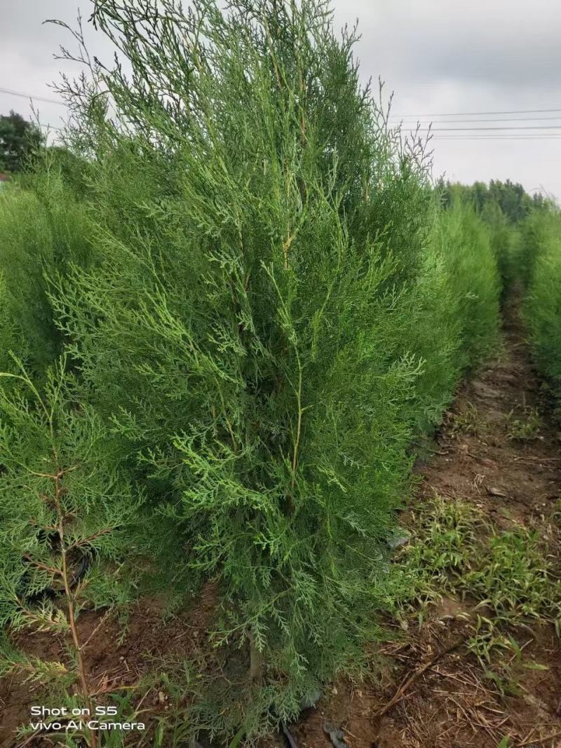 侧柏苗，河南侧柏苗，营养袋侧柏苗。营养杯侧柏苗。