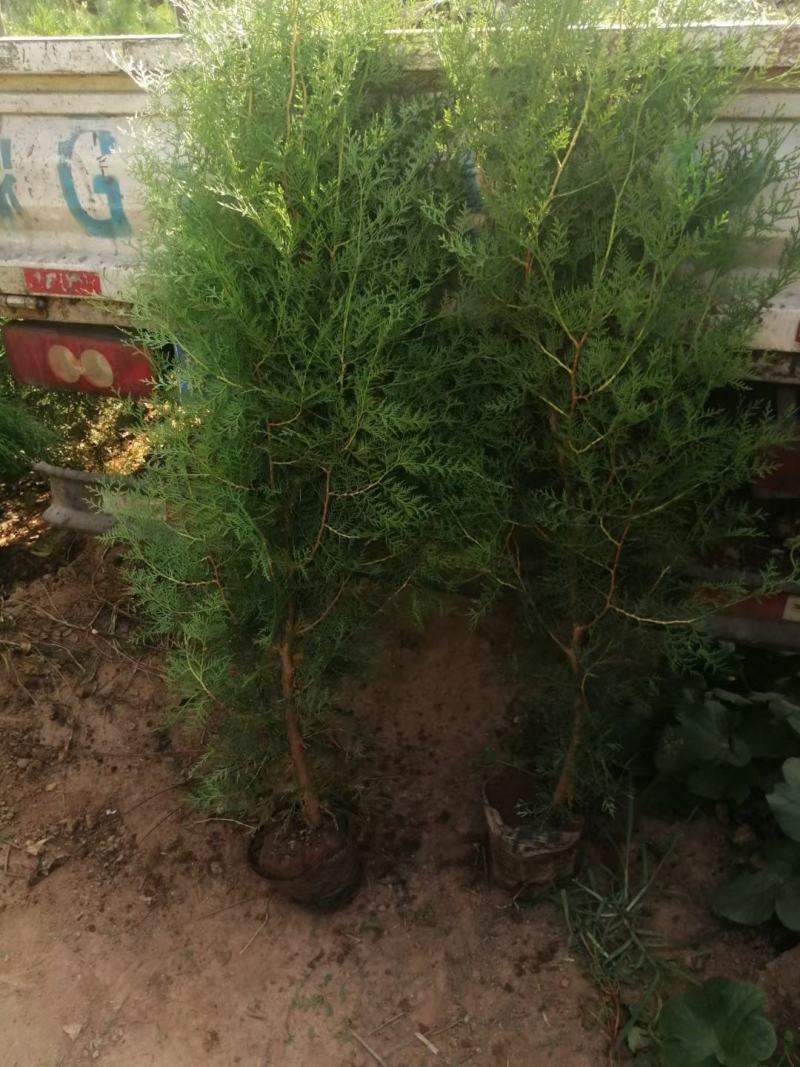 侧柏苗，河南侧柏苗，营养袋侧柏苗。营养杯侧柏苗。