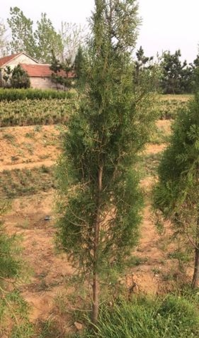 侧柏苗，河南侧柏苗，营养袋侧柏苗。营养杯侧柏苗。