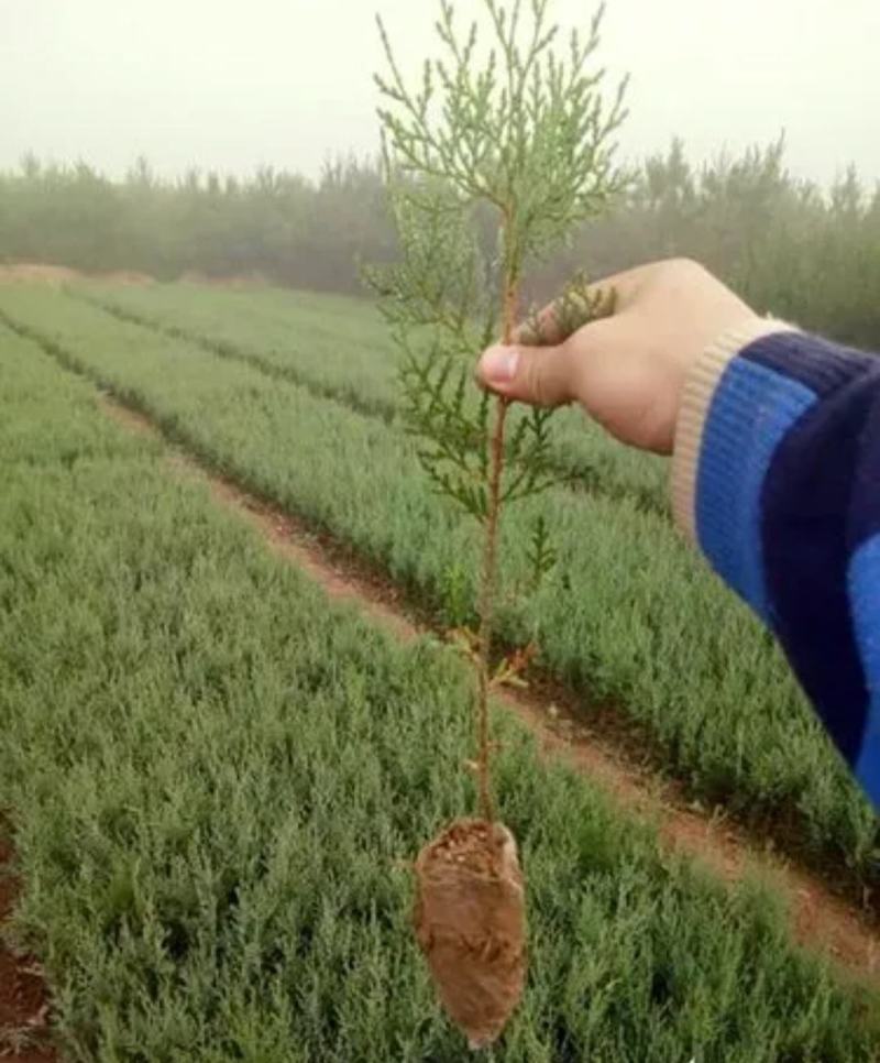 侧柏苗，河南侧柏苗，营养袋侧柏苗。营养杯侧柏苗。