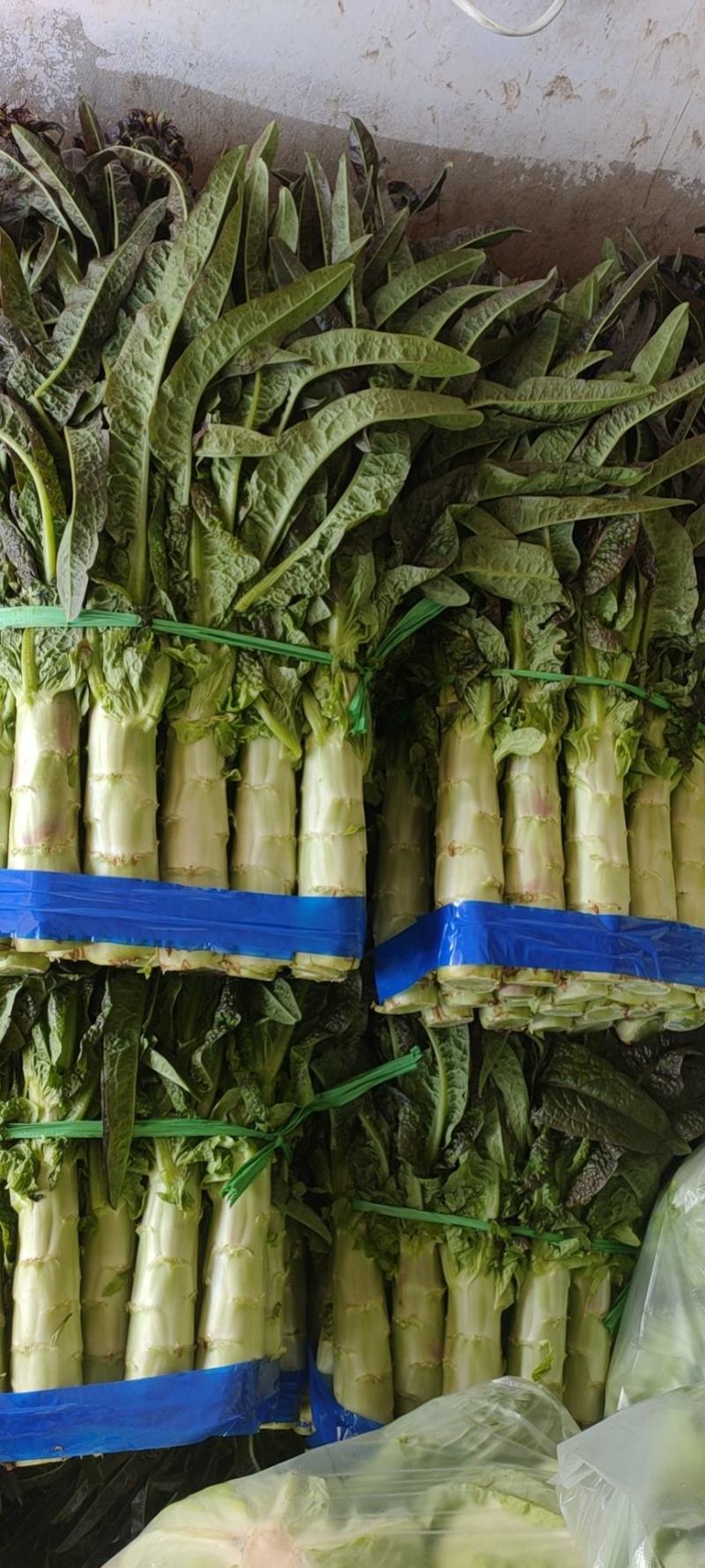 湖北当阳有大量窝笋，优质红尖叶窝笋大量上市