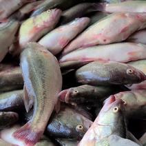 精品冰鲜鲈鱼，原产地发货，可长期供货