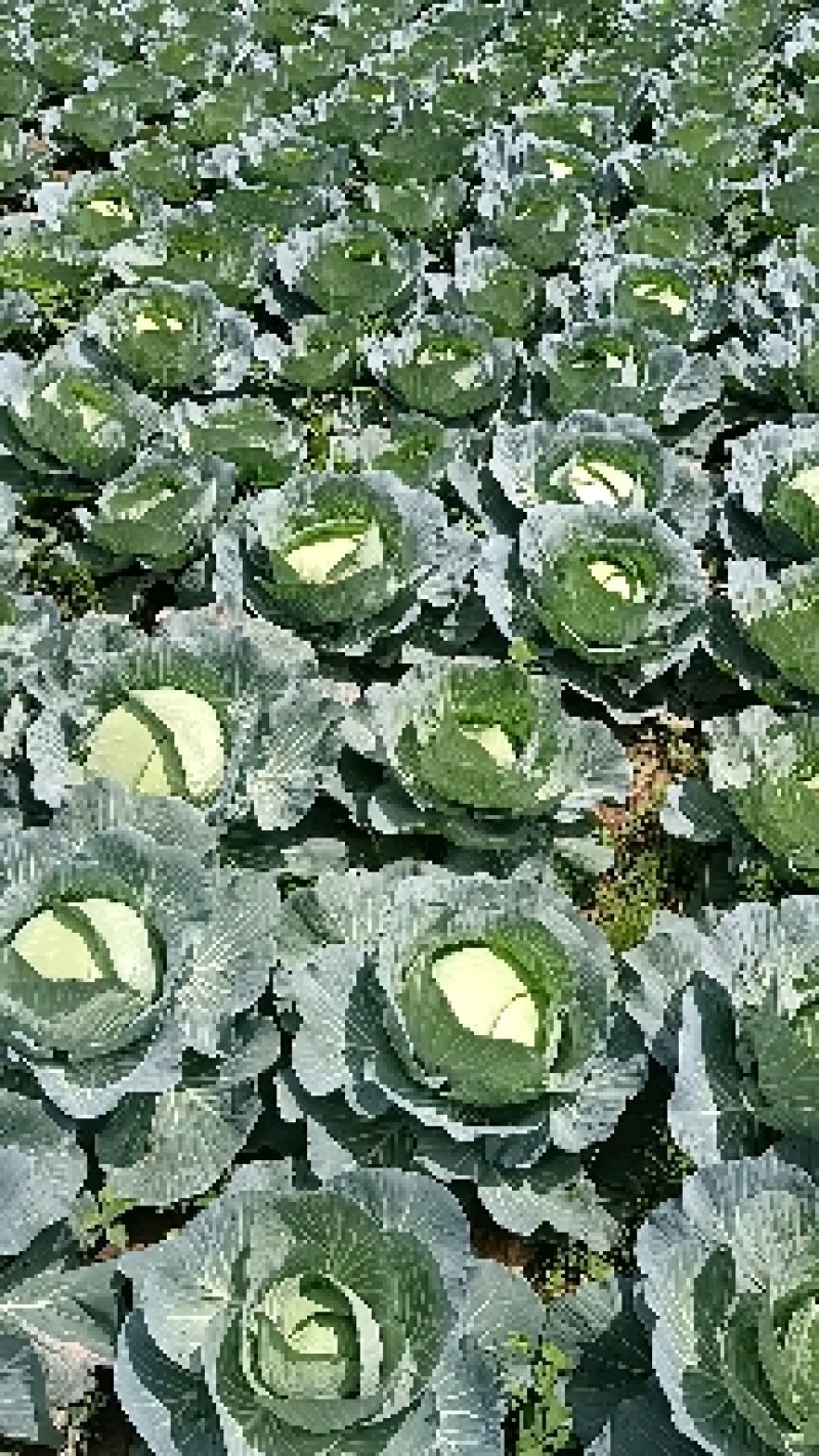 湖北恩施利川市高山蔬菜