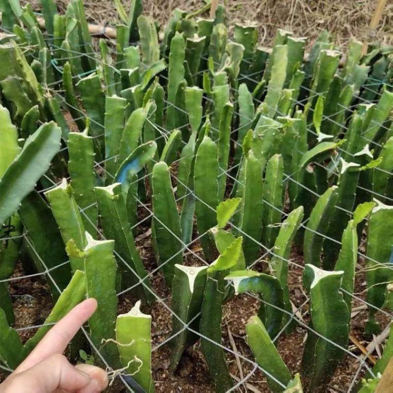 新品种青龙火龙果苗果树盆栽地栽阳台南方热带水果苗四季结果