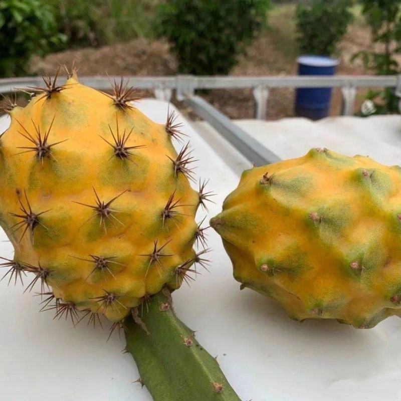 新品种青龙火龙果苗果树盆栽地栽阳台南方热带水果苗四季结果