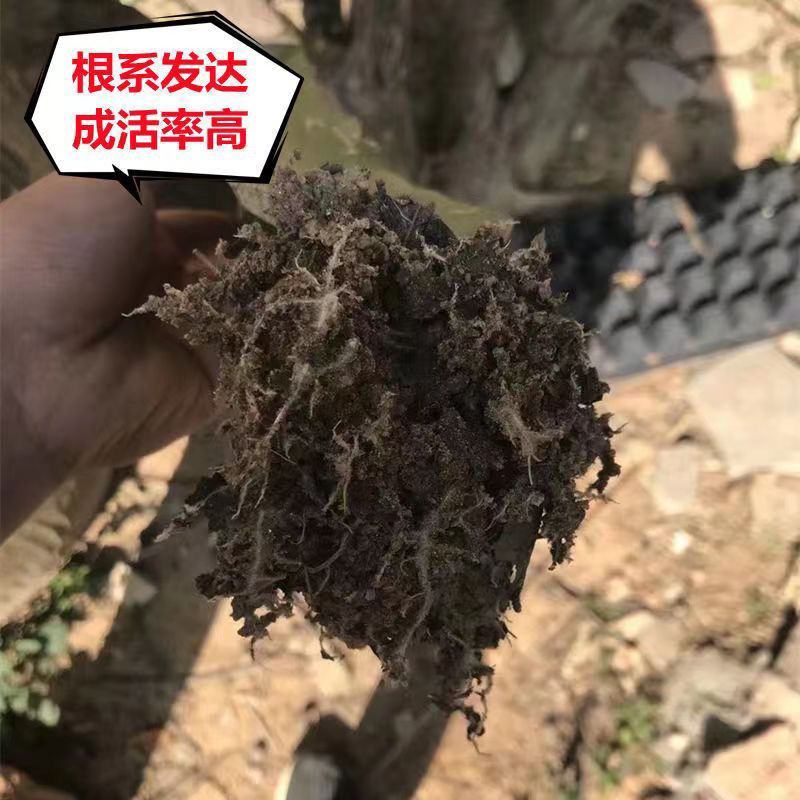 新品种青龙火龙果苗果树盆栽地栽阳台南方热带水果苗四季结果
