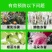 植物防冻剂钜火作物抗寒防冻营养液低温促长冻后恢复