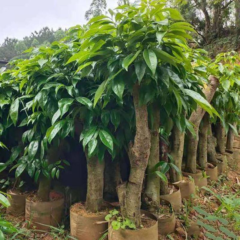 新品种冰荔荔枝树苗高压苗矮化盆栽水果苗带土带叶大苗当年挂
