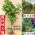 新品种冰荔荔枝树苗高压苗矮化盆栽水果苗带土带叶大苗当年挂