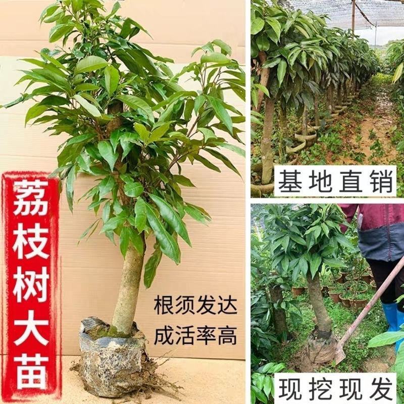 新品种冰荔荔枝树苗高压苗矮化盆栽水果苗带土带叶大苗当年挂