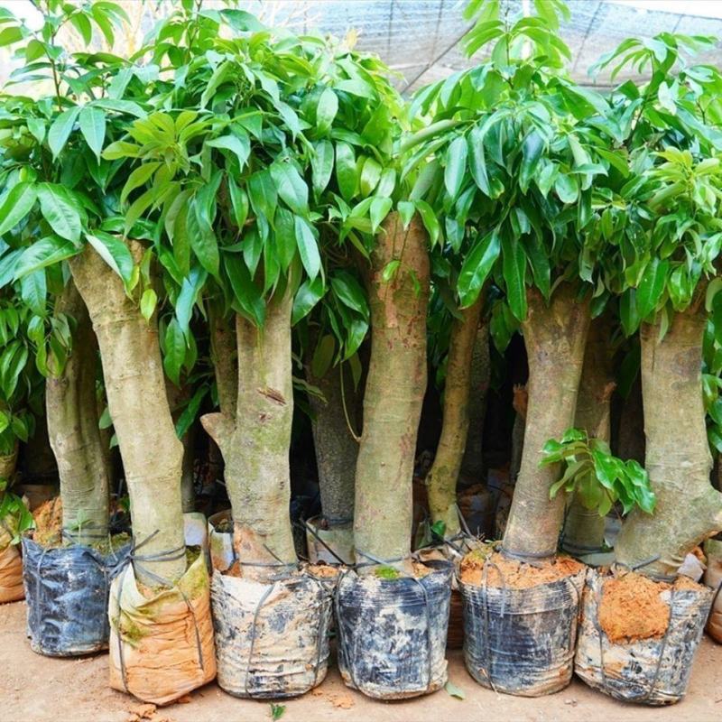 新品种冰荔荔枝树苗高压苗矮化盆栽水果苗带土带叶大苗当年挂