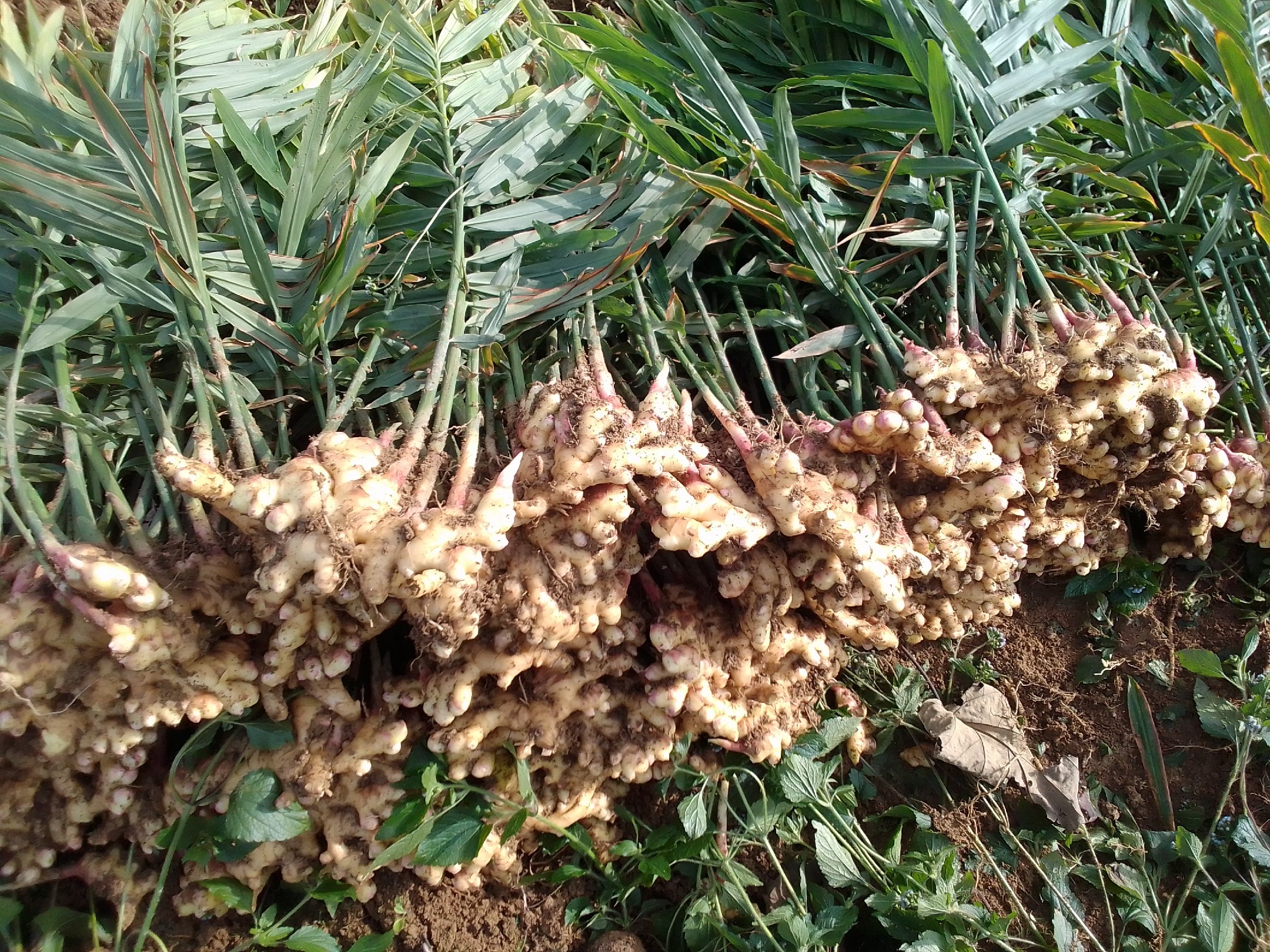 展示打顶前后的生姜植株对比图,突出地下块茎发育差异 生姜打顶前后对比图
