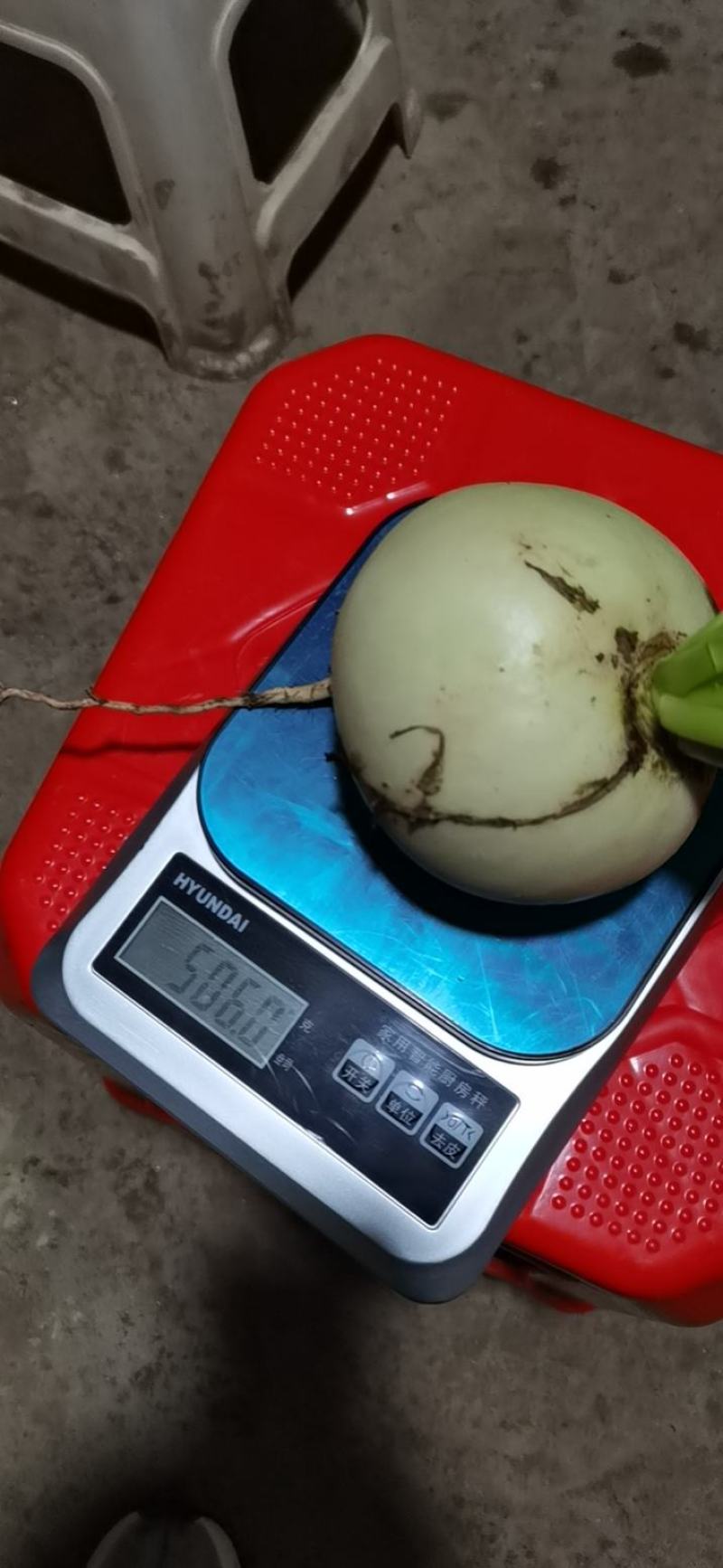 圆根萝卜@，，，，，又发又甜。。。。。。