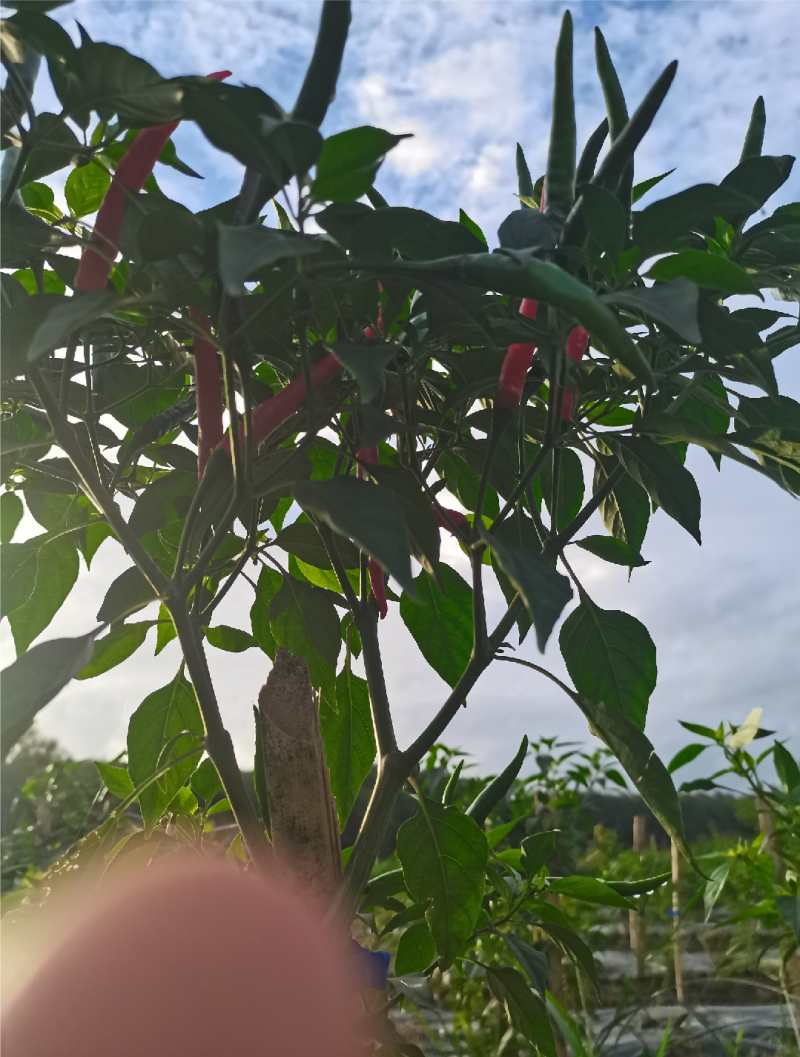 海南昌江朝天椒种植基地