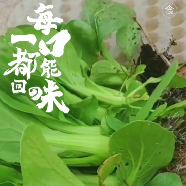 农场直供油菜上海青安全基质种植矮脚苏州青黑小胖