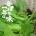 农场直供油菜上海青安全基质种植矮脚苏州青黑小胖