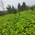 圆根萝卜@，，，，，又发又甜。。。。。。