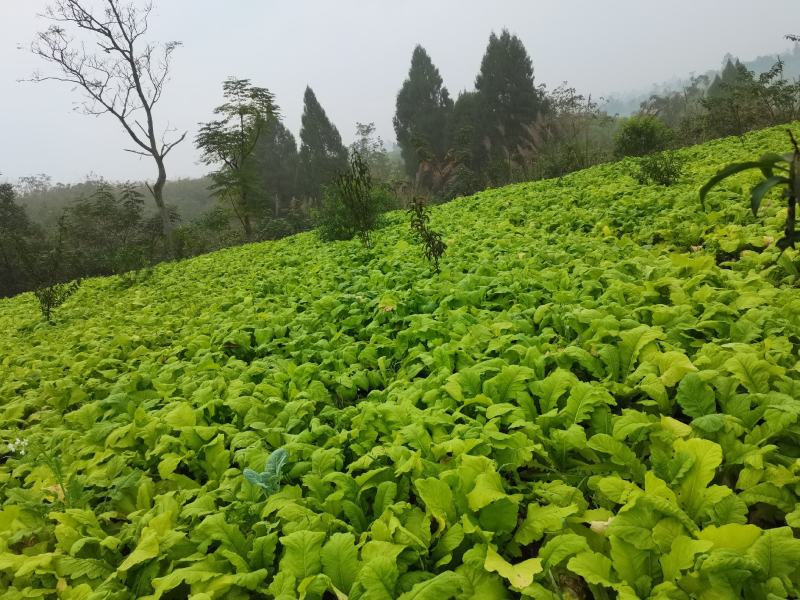 圆根萝卜@，，，，，又发又甜。。。。。。