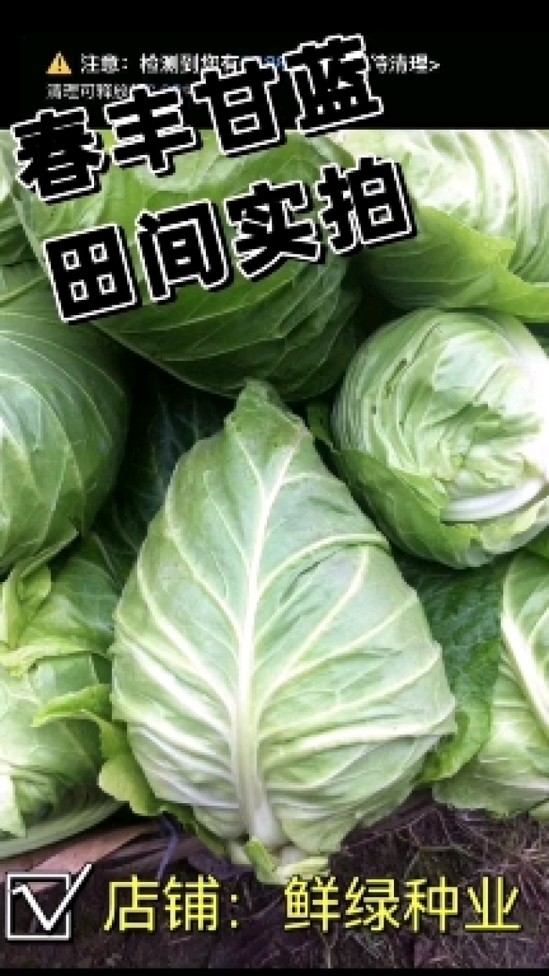 春丰007早熟春甘蓝一代杂交。耐寒性好，冬性强，产量稳定